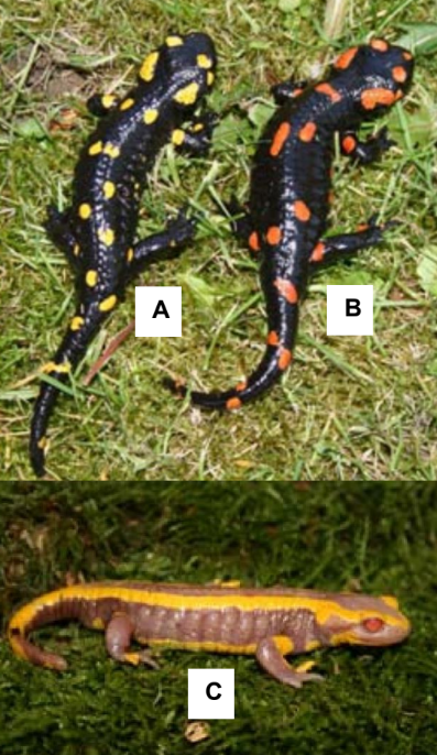 Drei Salamander auf Gras: zwei schwarze mit gelb/orangen Flecken (A, B) und ein gelb-brauner Salamander (C)